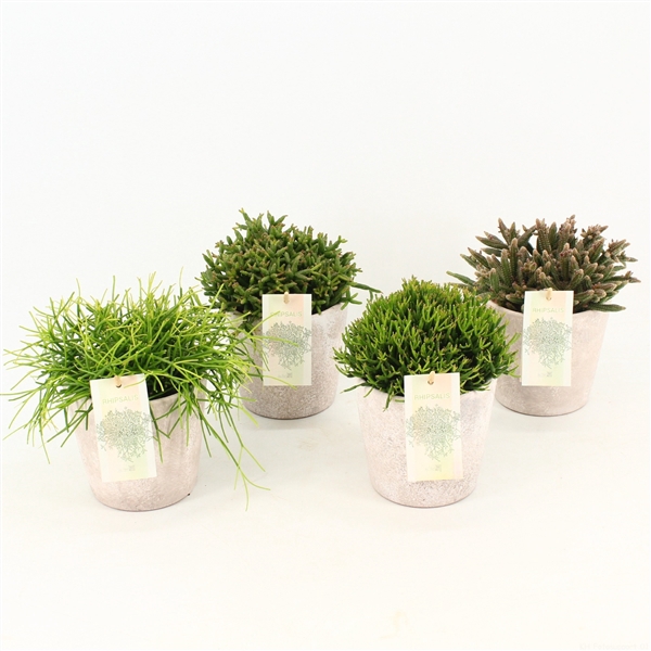 <h4>Rhipsalis gemengd in keramiek Amy</h4>