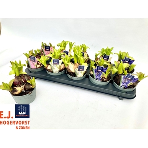 HYACIN MULT GEM 3 KL