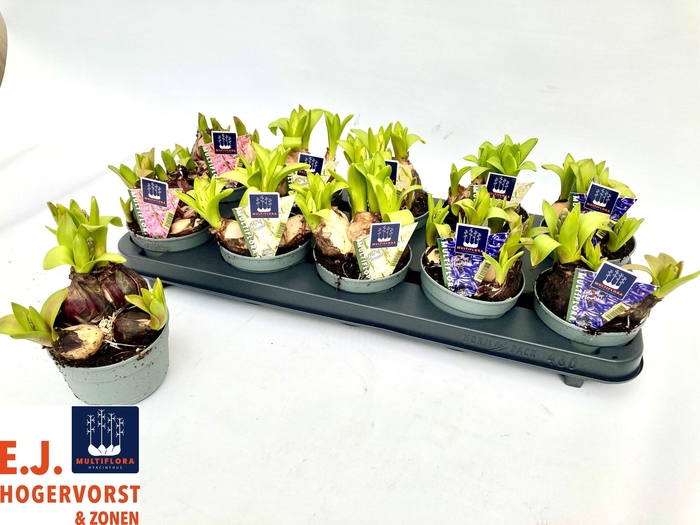 <h4>HYACIN MULT GEM 3 KL</h4>