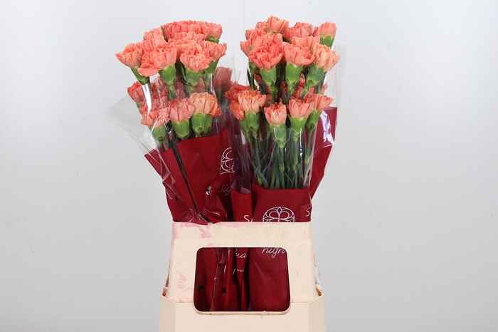 <h4>Di St Hermes Orange</h4>