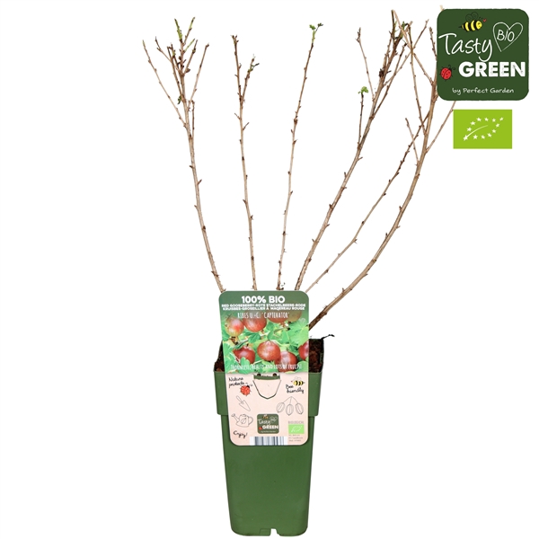 <h4>Ribes uva-crispa 'Captivator' Bio P15</h4>