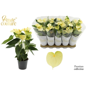 Anthurium 12 cm Vanilla in Haute Couture sleeve
