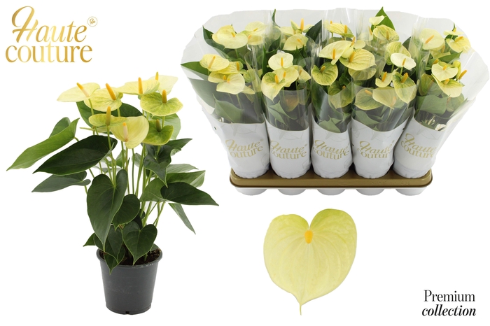 <h4>Anthurium 12 cm Vanilla in Haute Couture sleeve</h4>