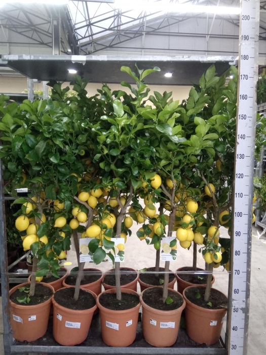 <h4>Citrus   ...</h4>