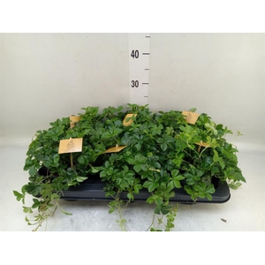 Parthenocissus inserta