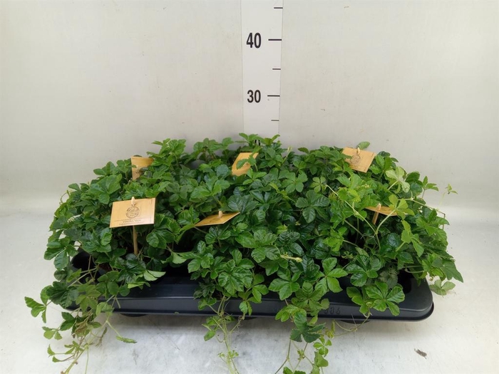 <h4>Parthenocissus inserta</h4>