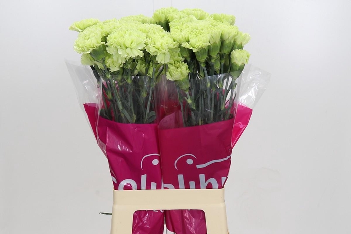 <h4>Dianthus St Goblin</h4>
