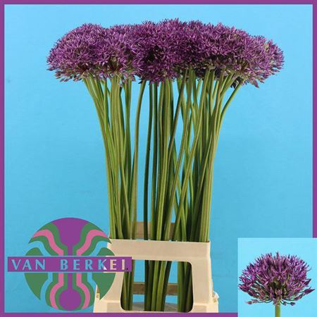 <h4>Allium Jackpot</h4>