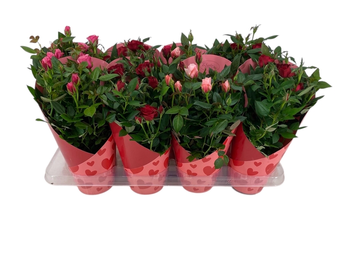 <h4>RO KORDANA GEM</h4>