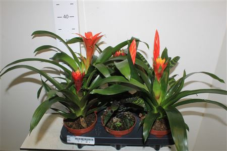 <h4>Bromelia Gem</h4>