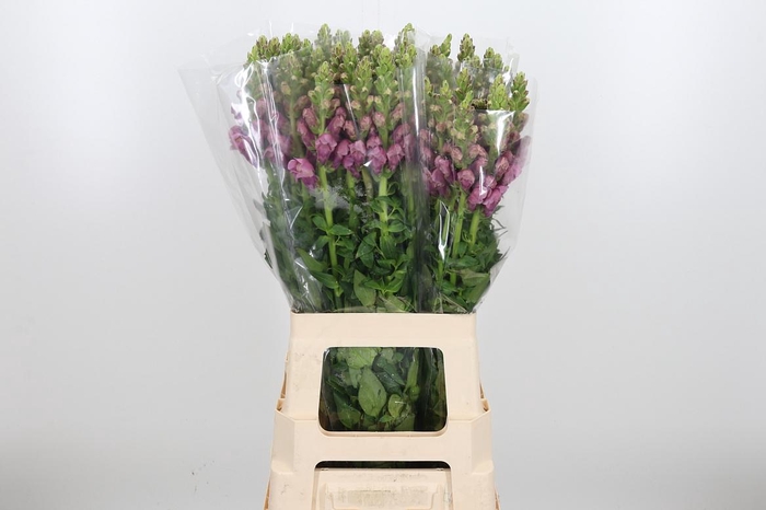 <h4>Antir Poto Lavend</h4>