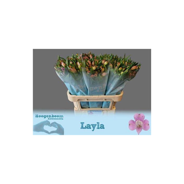 <h4>Alstr Layla</h4>