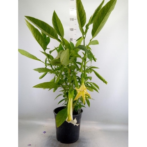 Brugmansia   ...