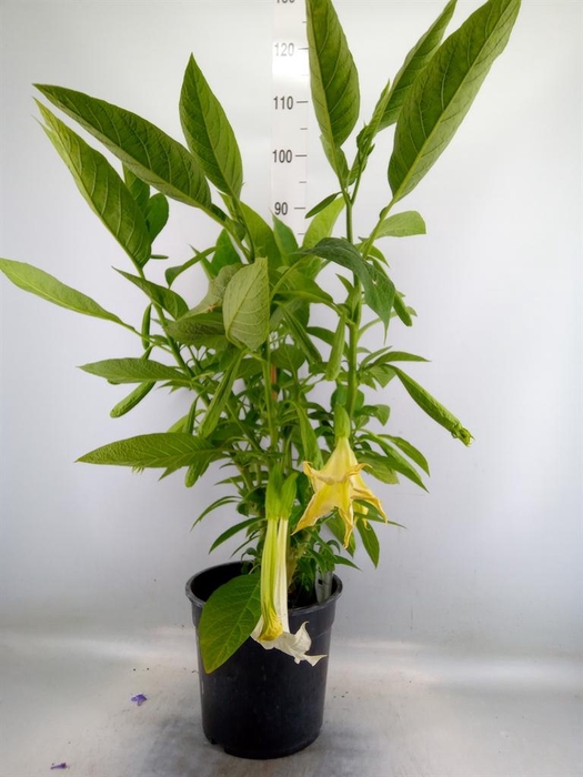 <h4>Brugmansia ...</h4>