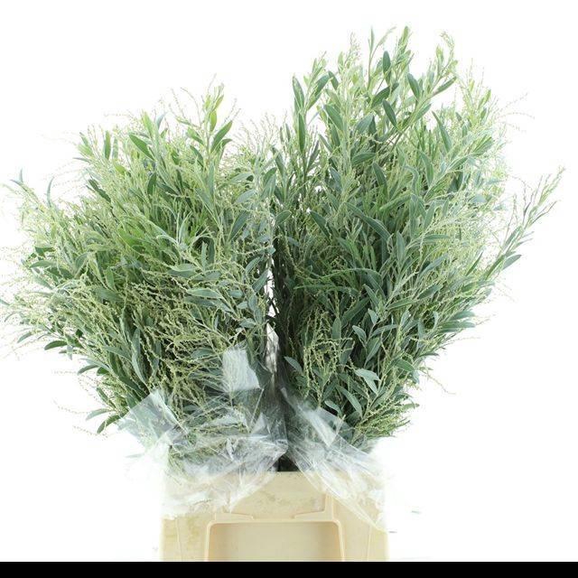 <h4>ACACIA BL HAMBURY BS</h4>