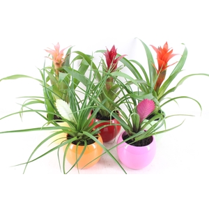 arr3 ZS - Bromelia bolpot mix