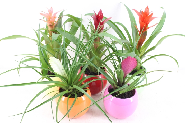 <h4>arr3 ZS - Bromelia bolpot mix</h4>