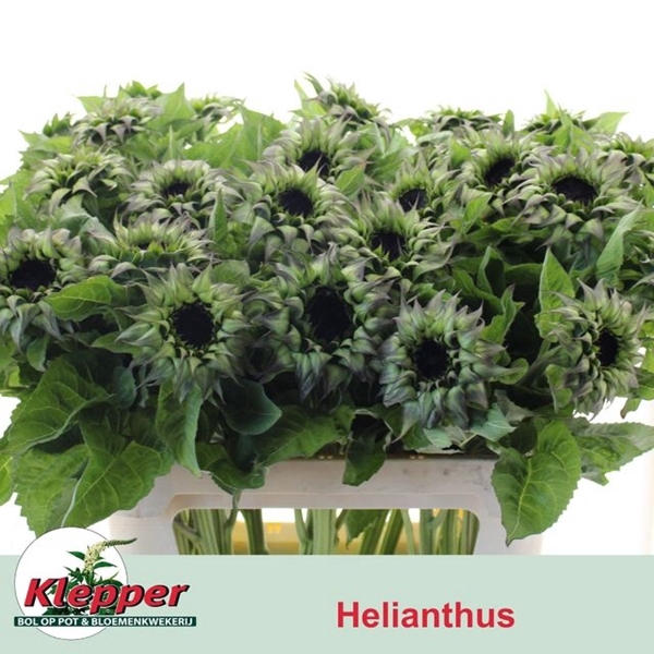 <h4>HELIAN OVERIG</h4>