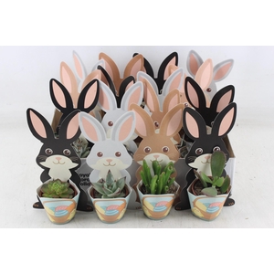 arr3 AD - Karton paashaas mix