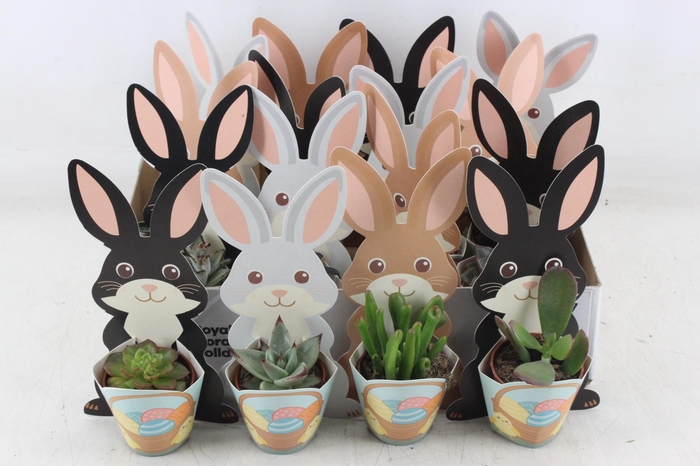 <h4>arr3 AD - Karton paashaas mix</h4>