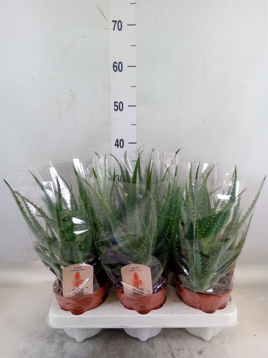 <h4>Aloe arborescens</h4>