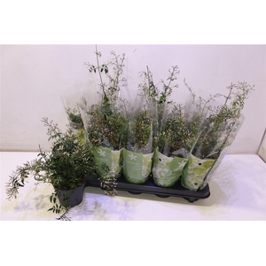 arr8 Jasm Polyanthum Wit