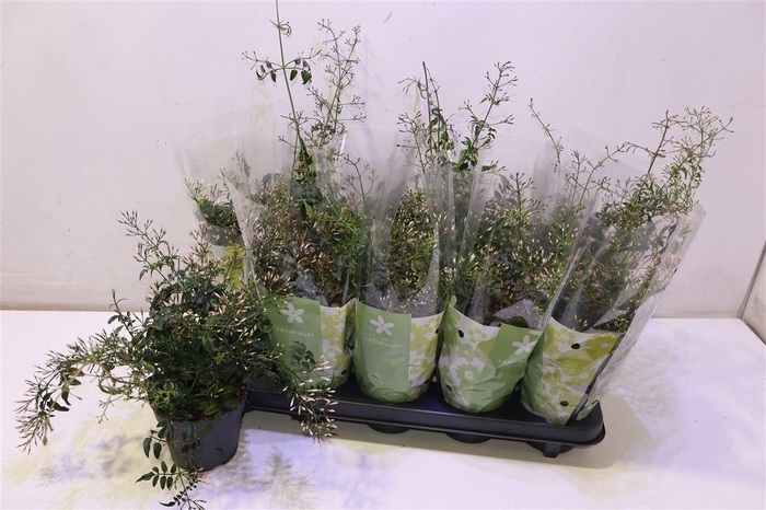 <h4>arr8 Jasm Polyanthum Wit</h4>