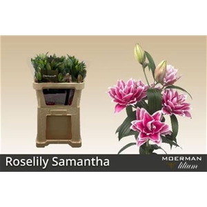 Li Or Du Rl Samantha