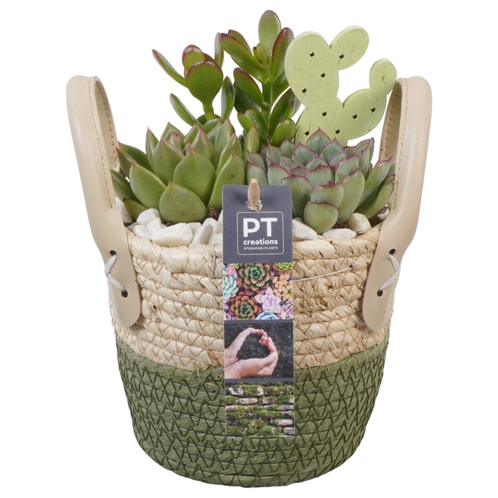 <h4>Arr.  Succulents L%</h4>