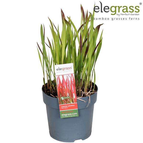 <h4>Imperata cylindrica 'Red Baron' P14</h4>
