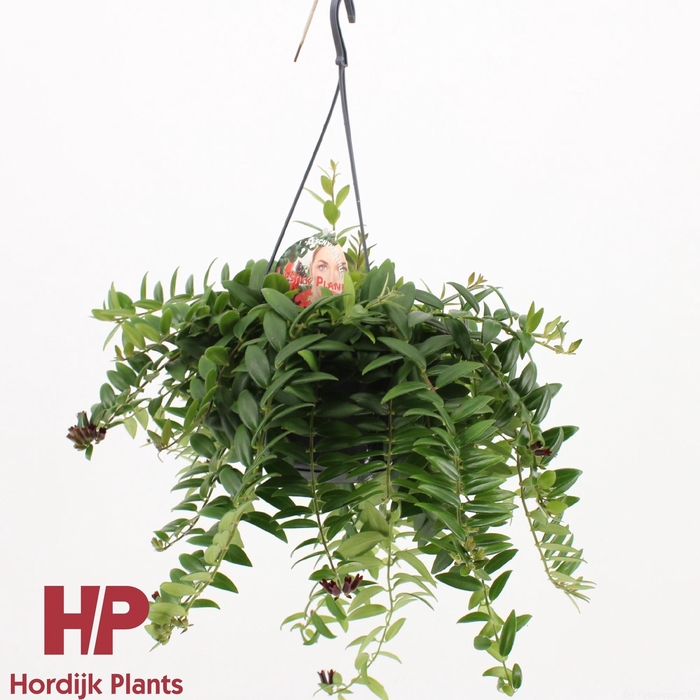 <h4>Aeschynanthus Caro Improved</h4>