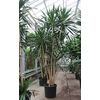 Dracaena