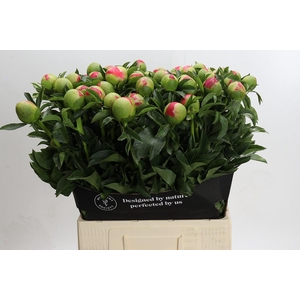 Paeonia Coral Sunset Xxl