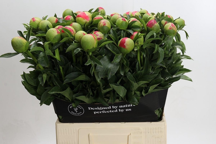 <h4>Paeonia coral sunset XXL</h4>