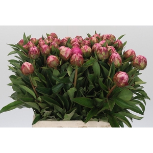 Paeonia Dr Alexander Fleming