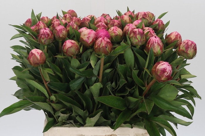<h4>Paeonia Dr Alexander Fleming</h4>