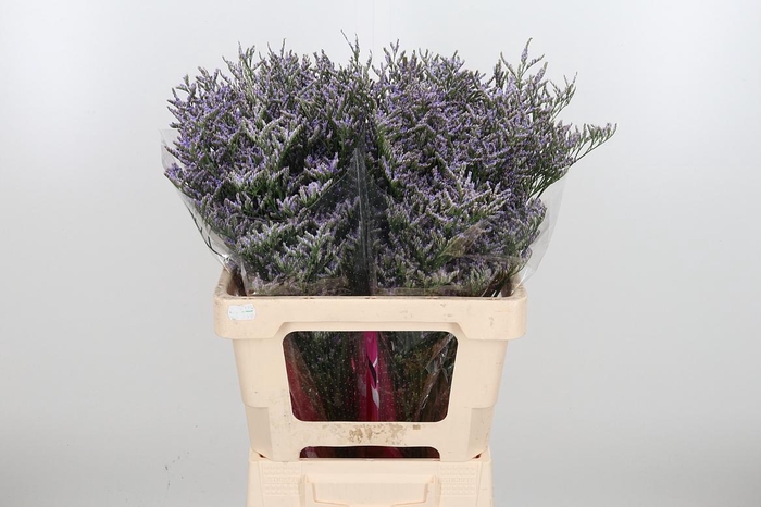 <h4>Lim Ov Skylight</h4>