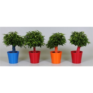 Ficus Green Kinky Ton-Sur-Ton