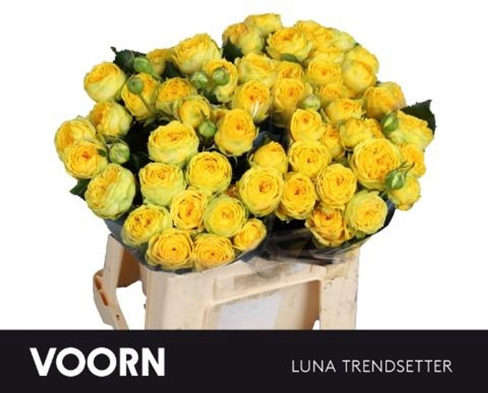 <h4>Rosa spray luna trendsetter</h4>