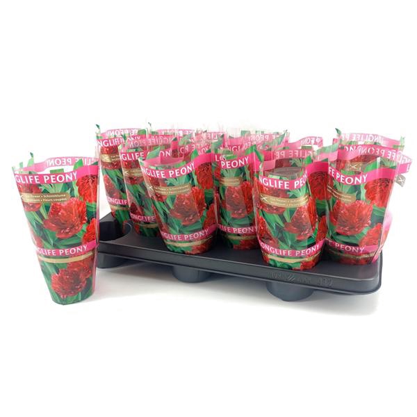 <h4>Paeonia 11CM Rood Longlife</h4>