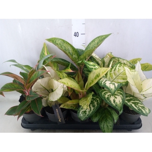 Aglaonema   ...