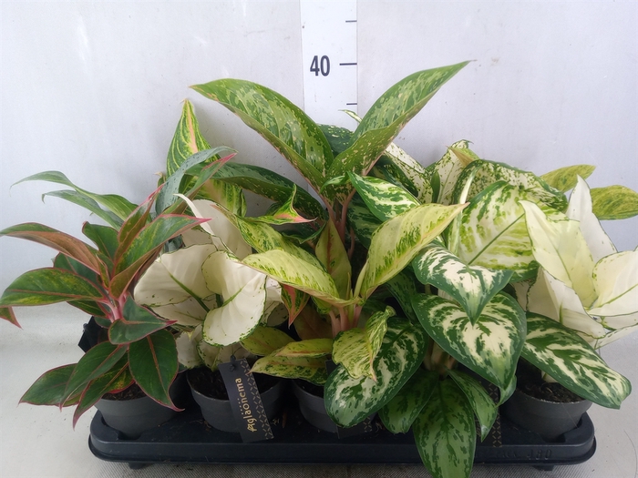 <h4>Aglaonema   ...</h4>