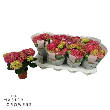 <h4>Hydrangea Tabletensia Roze 10cm 5+</h4>