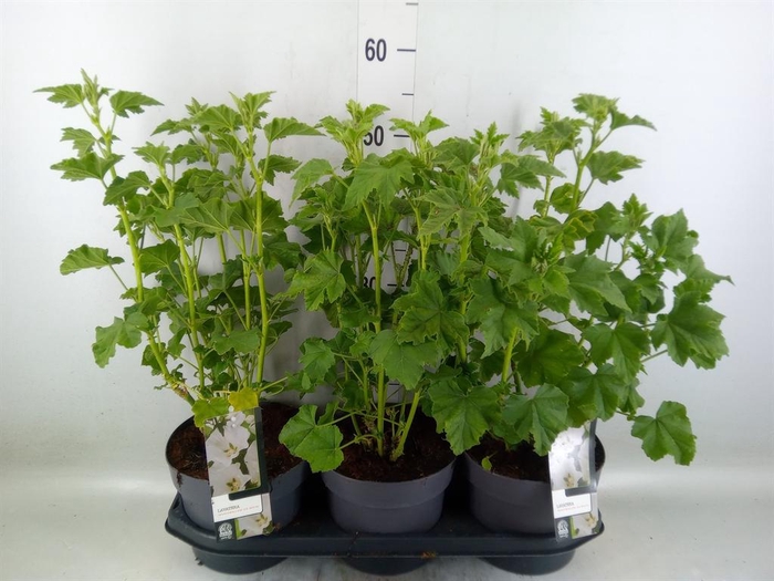 <h4>Lavatera   ...</h4>