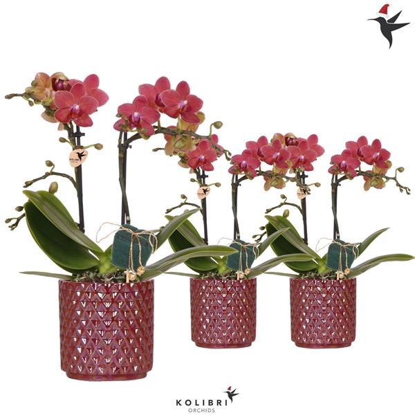 <h4>Phalaenopsis Multifloratypes overig oranje</h4>