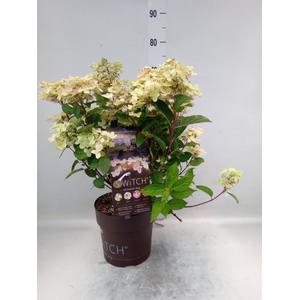 Hydrangea pan.