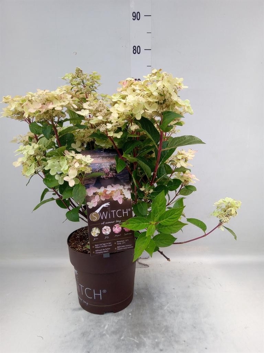 <h4>Hydrangea pan.</h4>
