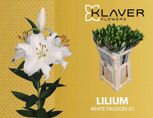 <h4>LI OR WHITE PASSION</h4>