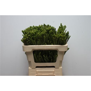 Kaaps Brunia Albiflora Green