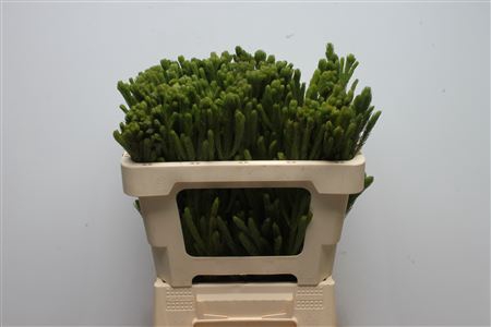 Kaaps Brunia Albiflora Green